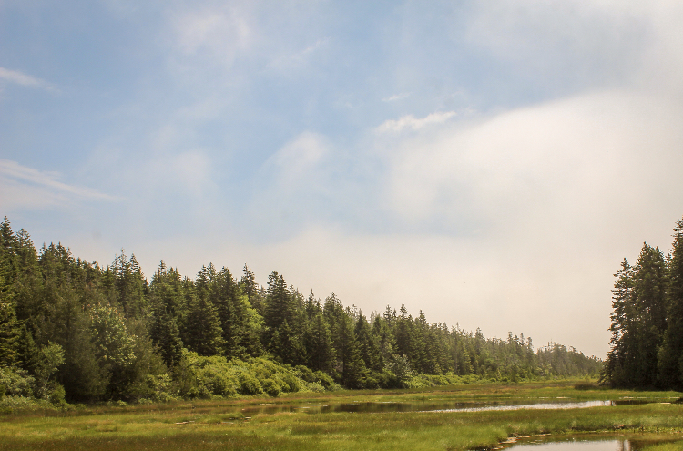 Landscape of trees at Acadia National Park